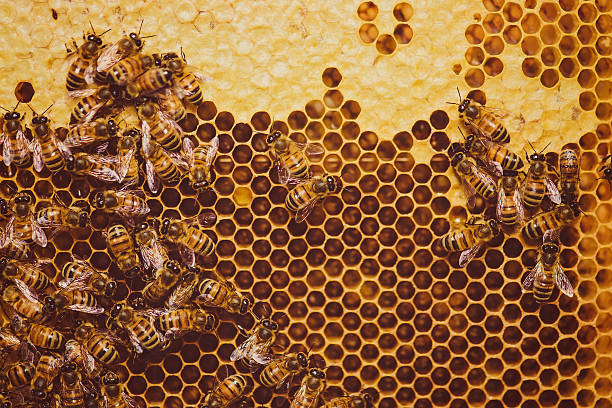 Est-ce que le miel est du vomi d’abeille ?