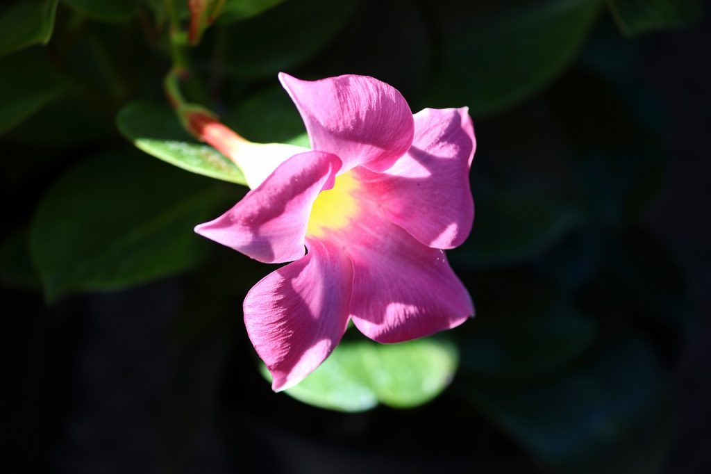 Comment offrir des roses éternelles sous cloches ?
