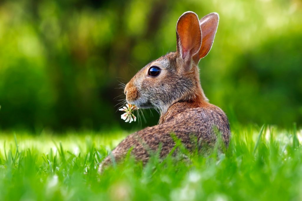 Un lapin sent-il mauvais ?